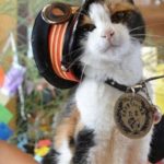 Le podcast arabe de la semaine: اَلْقِطُّ الَّذِي أَنْقَذَ خَطاً لِلسِّكَكِ الْحَدِيدِيَّةِ فِي الْيَابَانْ